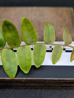 Marcgravia sp. bastimentos [10-leaf cutting]