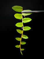 Marcgravia sp. bastimentos [10-leaf cutting]