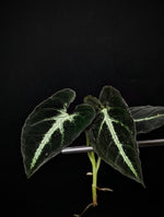 Syngonium rayii [cutting]