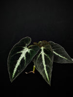 Syngonium rayii [cutting]