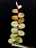 Marcgravia sp. Chazuta Peru [10-leaf cutting]