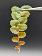 Marcgravia sp. Chazuta Peru [10-leaf cutting]