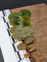 Marcgravia sp. Chazuta Peru [10-leaf cutting]
