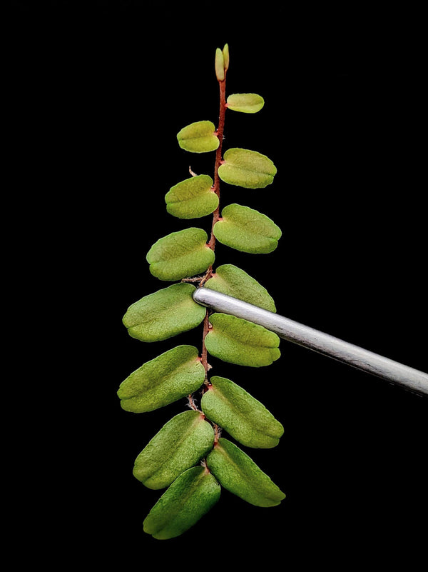 Marcgravia sp. small leaf [10-leaf cutting]