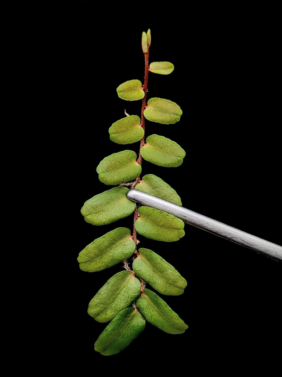 Marcgravia sp. small leaf [10-leaf cutting]