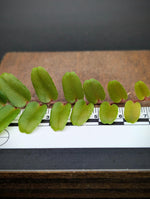 Marcgravia sp. small leaf [10-leaf cutting]