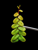 Marcgravia sp. small leaf [10-leaf cutting]