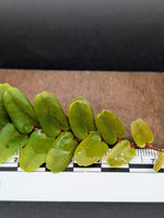 Marcgravia sp. small leaf [10-leaf cutting]