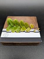 Marcgravia sp. small leaf [10-leaf cutting]