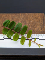 Marcgravia sp. small leaf [10-leaf cutting]