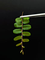 Marcgravia sp. small leaf [10-leaf cutting]