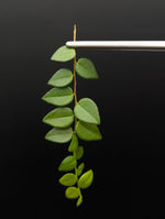 Sphyrospermum buxifolium [cutting]