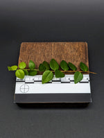 Sphyrospermum buxifolium [cutting]