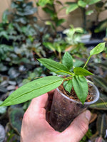Anthurium vittarifolium seedling [non-exact]