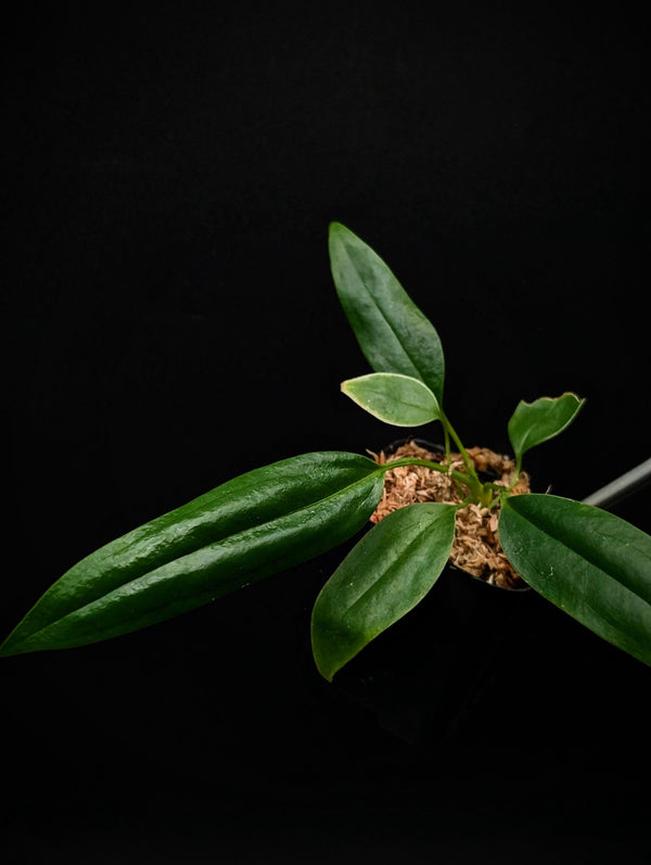 Anthurium bakeri seedling [non-exact]