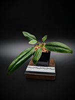 Anthurium bakeri seedling [non-exact]