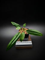 Anthurium bakeri seedling [non-exact]