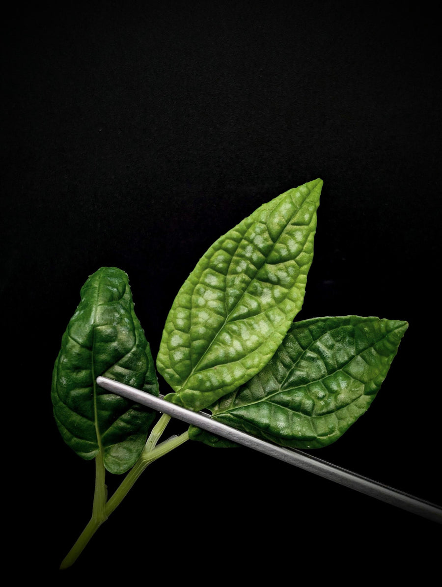 Piper sp. ecuador [cutting]