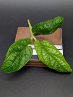 Piper sp. ecuador [cutting]