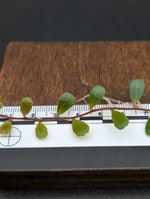 Marcgravia sp. mini mundo [10-leaf cutting]