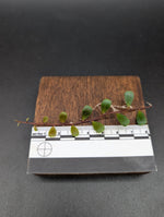 Marcgravia sp. mini mundo [10-leaf cutting]