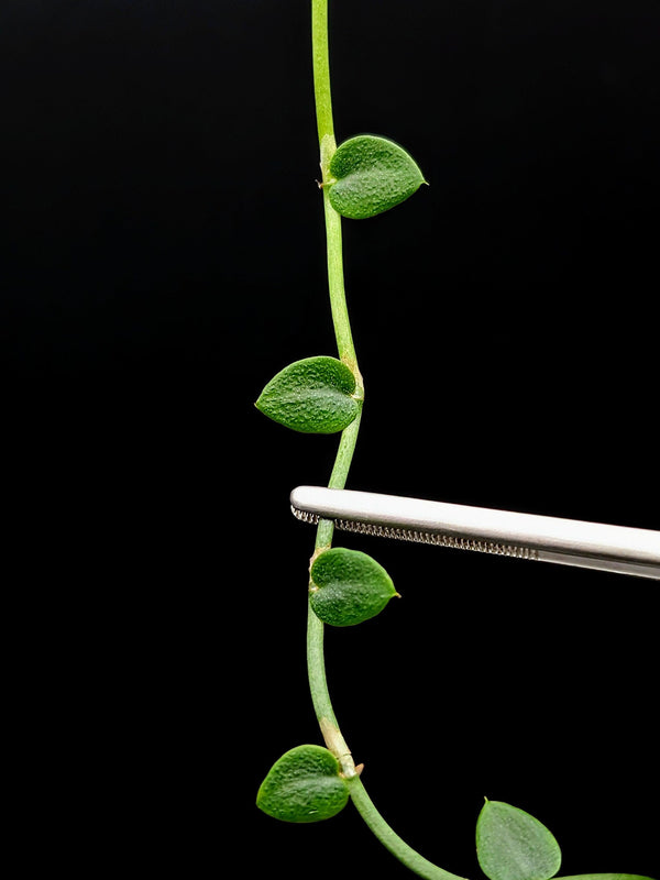 Rhaphidophora pachyphylla [cutting]