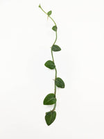 Rhaphidophora pachyphylla [cutting]