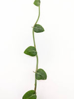 Rhaphidophora pachyphylla [cutting]