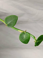 Rhaphidophora pachyphylla [cutting]