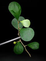 Ficus deltoidea (SYN: diversifolia) mistletoe fig [cutting]