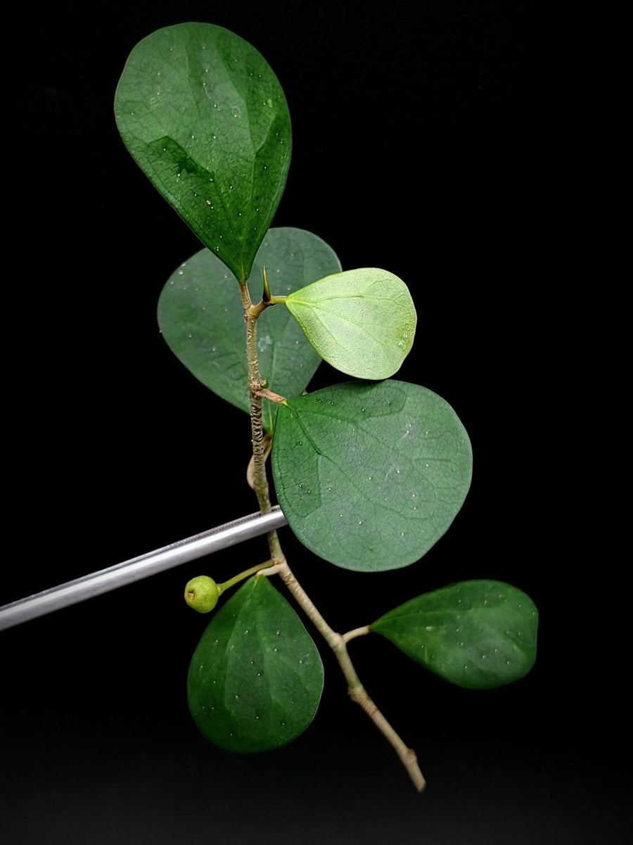 Ficus deltoidea (SYN: diversifolia) mistletoe fig [cutting]