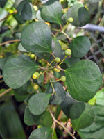 Ficus deltoidea (SYN: diversifolia) mistletoe fig [cutting]