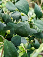 Ficus deltoidea (SYN: diversifolia) mistletoe fig [cutting]