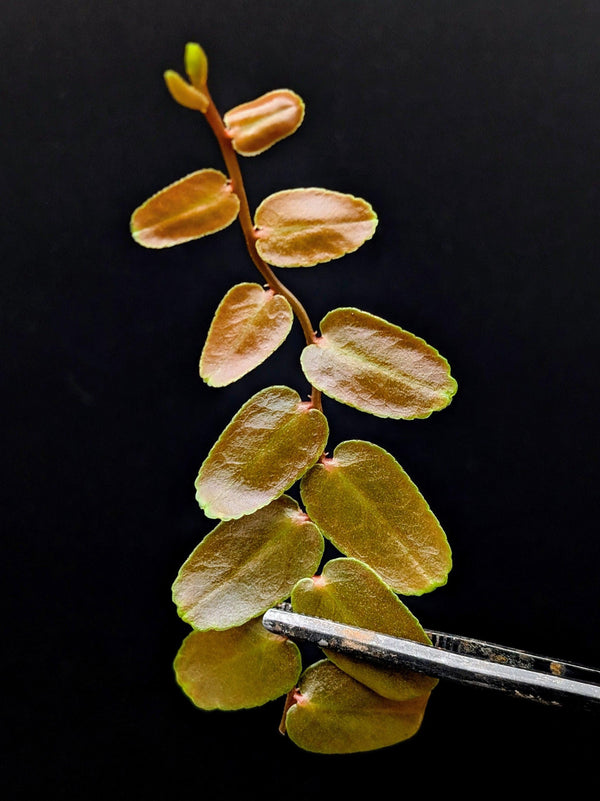 Marcgravia sp. Bronze [12-leaf cutting]