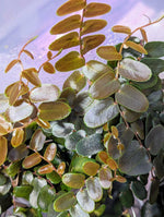 Marcgravia sp. Bronze [12-leaf cutting]
