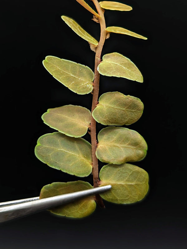 Marcgravia sp. copper [10 leaf cutting]