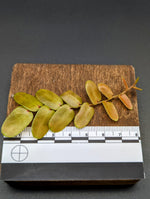 Marcgravia sp. Bronze [12-leaf cutting]