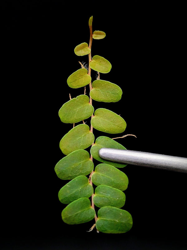 Marcgravia sp. serpentine [12-leaf cutting]