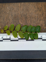 Marcgravia sp. serpentine [12-leaf cutting]