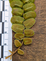 Marcgravia sp. serpentine [12-leaf cutting]