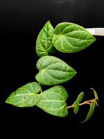 Piper aff crypantha (sp. South Sumatra) [cutting]