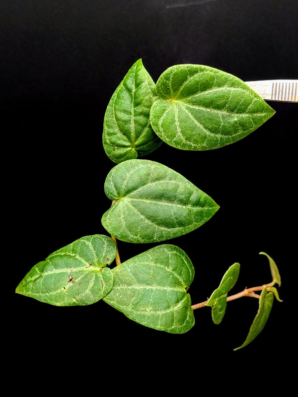 Piper aff crypantha (sp. South Sumatra) [cutting]