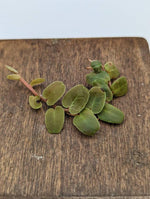 Marcgravia sp. serpentine [12-leaf cutting]