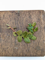 Marcgravia sp. serpentine [12-leaf cutting]