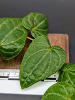 Piper aff crypantha (sp. South Sumatra) [cutting]