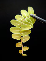 Marcgravia sp Peru [10-leaf cutting]