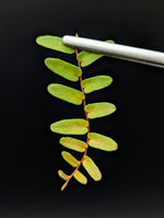 Marcgravia sp. Mendez arrowhead [10-leaf cutting]