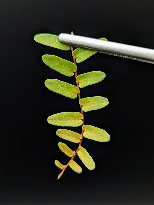 Marcgravia sp. Mendez arrowhead [10-leaf cutting]