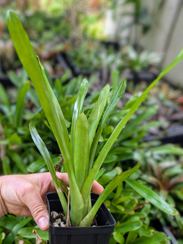 Aechmea kertesziae [unrooted offset]