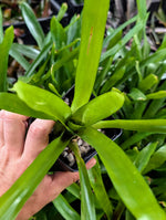 Aechmea kertesziae [unrooted offset]